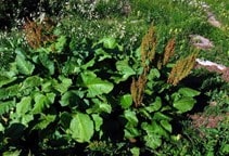 آشنایی با کنترل علف‌های هرز آبزی (قسمت چهارم)