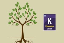 آشنایی با نقش پتاسيم در فيزيولوژي گياهان (قسمت چهارم)