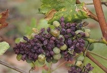 آشنایی با کیتوسان و اثر میکروب‌کشی و آفت‌کشی آن (قسمت چهاردهم)