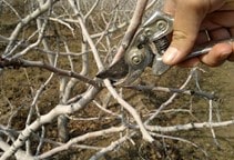 آشنایی با هرس درختان پسته (قسمت اول)