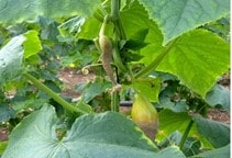 آشنایی با بیماری‌های خیار در گلخانه (قسمت هفتم)