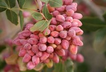 آشنایی با هرس درختان پسته (قسمت دوم)