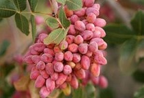 آشنایی با مزایای آبیاری باغات پسته پوشیده شده با خاکپوش