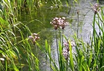 آشنایی با کنترل علف‌های هرز آبزی (قسمت ششم)