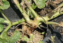 آشنایی با بیماری‌های خیار در گلخانه (قسمت هشتم)