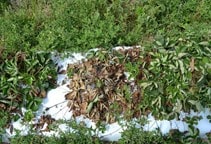 آشنایی با بیماری‌های توت‌فرنگی در گلخانه (قسمت ششم)