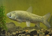 آشنایی با کنترل علف‌های هرز آبزی (قسمت هفتم)