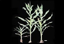 آشنایی با بیماری کوتولگی زبر ذرت (قسمت اول)