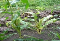 آشنایی با بیماری کوتولگی زبر ذرت (قسمت دوم)