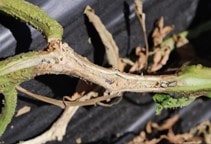 آشنایی با بیماری‌های خیار در گلخانه (قسمت نهم)