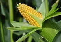 آشنایی با بیماری کوتولگی زبر ذرت (قسمت سوم)