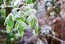 آشنایی با نقش نیتریک‌اکسید در مقاومت به سرما