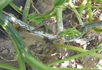 آشنایی با بیماری‌های خیار در گلخانه (قسمت دهم)