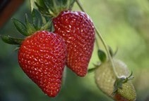 آشنایی با بیماری‌های توت‌فرنگی در گلخانه (قسمت هفتم)