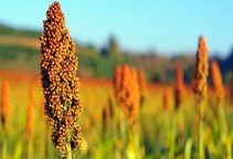 آشنایی با کاربرد گیاهان علوفه‌ای تابستانه در تغذیه دام (قسمت دوم)