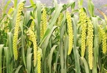 آشنایی با کاربرد گیاهان علوفه‌ای تابستانه در تغذیه دام (قسمت سوم)