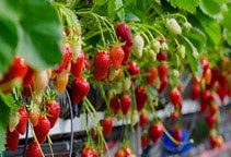 آشنایی با بیماری‌های توت‌فرنگی در گلخانه (قسمت هشتم)