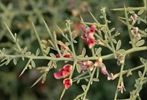 آشنایی با کاربرد گیاهان علوفه‌ای تابستانه در تغذیه دام (قسمت چهارم)