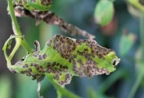 آشنایی با بیماری‌های گوجه‌فرنگی در گلخانه (قسمت پنجم)