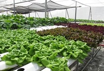 آشنایی با بیماری‌های سبزیجات برگی در گلخانه (قسمت اول)