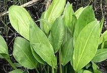 آشنایی با مدیریت علف‌هرز روغن‌واش (قسمت اول)