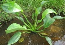 آشنایی با مدیریت علف‌هرز روغن‌واش (قسمت دوم)