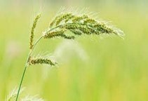 آشنایی با مدیریت علف‌های‌هرز مزرعه برنج