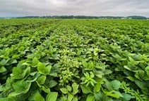 آشنایی با مدیریت علف‌های‌هرز مزرعه لوبیا (قسمت اول)