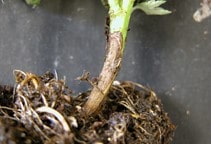 آشنایی با بیماری‌های لوبیا (قسمت چهارم)