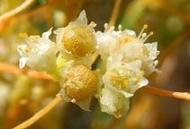 آشنایی با مدیریت علف‌هرز سِس