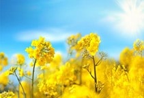 آشنایی با روش‌های مبارزه با علف‌های‌هرز مزرعه کلزا (قسمت اول)