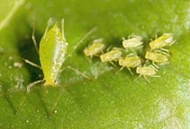 آشنایی با آفات لوبیا (قسمت دوم)