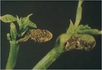 آشنایی با آفات لوبیا (قسمت سوم)