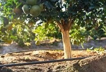 آشنایی با آبیاری مرکبات (قسمت اول)