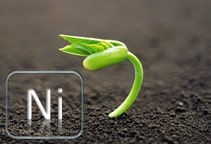 آشنایی با نقش عنصر نیکل در خاک و گیاه (قسمت دوم)