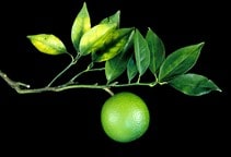 آشنایی با تغذیه مرکبات (قسمت سوم)