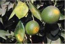 آشنایی با تنش خشکی در مرکبات