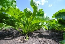 آشنایی با مدیریت علف‌های هرز در کاشت پاییزه چغندرقند (قسمت چهارم)