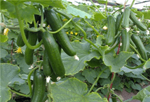 آشنایی با تغذیه پتاسیم و کلسیم در خیار گلخانه‌ای