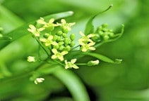 آشنایی با زراعت کاملینا علوفه‌ای (قسمت دوم)