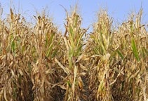 آشنایی با نقش نیتریک‌اکسید در مقاومت به تنش خشکی