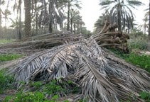 آشنایی با سرشاخه نخل خرما در تغذیه دام
