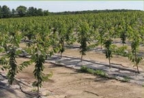 آشنایی با مراحل حساس به تنش آبی در درختان میوه (قسمت اول)