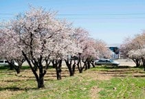 آشنایی با مراحل حساس به تنش آبی در درختان میوه (قسمت دوم)