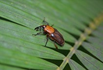 آشنایی با مدیریت سرخرطومی حنایی خرما (قسمت اول)