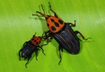 آشنایی با مدیریت سرخرطومی حنایی خرما (قسمت دوم)