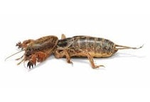 آشنایی با آبدزدک و کنترل آن