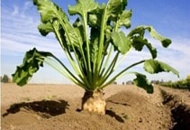 آشنایی با افزايش بازده آبياري با تغيير آرايش كاشت چغندرقند