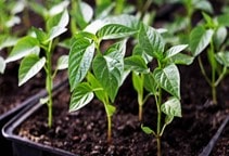 آشنایی با تکثیر فلفل گلخانه‌ای از طریق قلمه