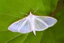 آشنایی با آفات صنوبر